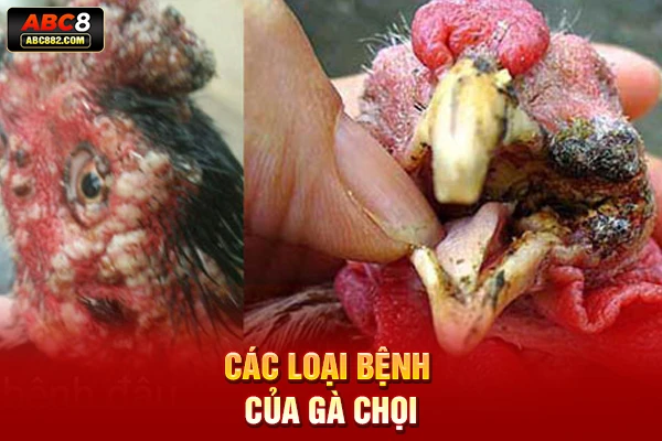 Các loại bệnh của gà chọi