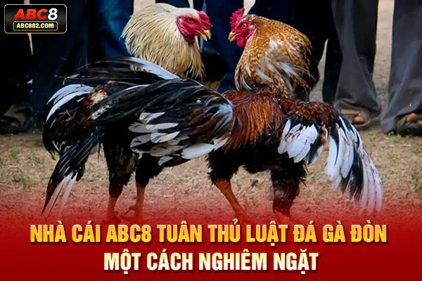Nhà cái ABC8 tuân thủ luật đá gà đòn một cách nghiêm ngặt